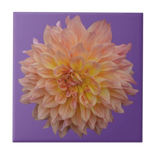 Prachtige oranje dahlia tegeltje (Voorkant)