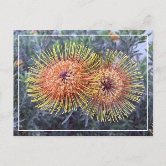 Prachtige Oranje & Gele Proteas Floral Briefkaart (Voorkant)