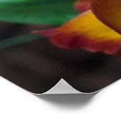 Prachtige Oranje Gele Rhyncattleanthe Orchid Poster (Hoek)