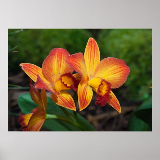 Prachtige Oranje Gele Rhyncattleanthe Orchid Poster (Voorkant)
