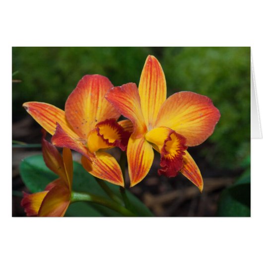 Prachtige oranje gele Rhyncattleanthe orchidee (Voorkant Horizontaal)