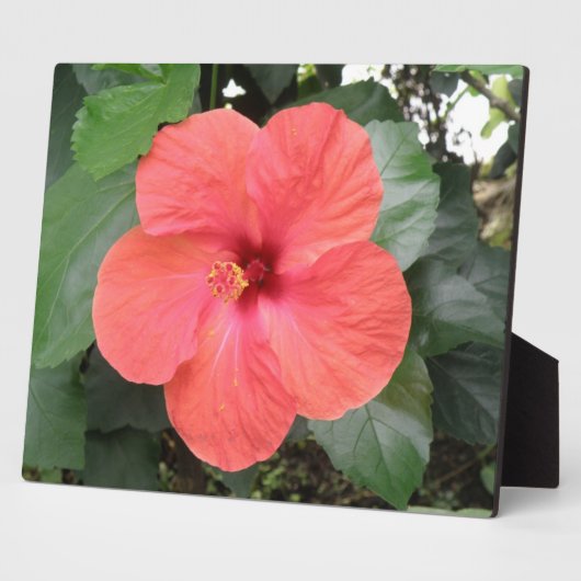 Prachtige Oranje hebiscus Flower Plaque Fotoplaat (Zijkant)