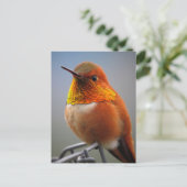 Prachtige Oranje Hummingbird Briefkaart (Staand voorkant)