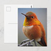 Prachtige Oranje Hummingbird Briefkaart (Voorkant / Achterkant)