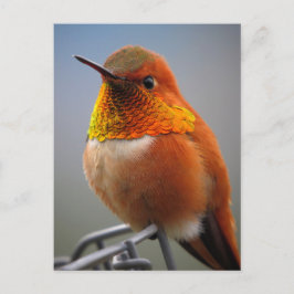 Prachtige Oranje Hummingbird Briefkaart
