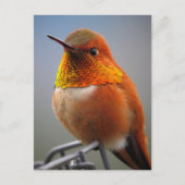 Prachtige Oranje Hummingbird Briefkaart (Voorkant)