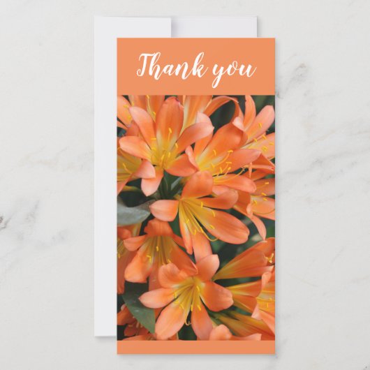 Prachtige Oranje Kaffir Lily Flowers Bedankkaart (Voorkant)