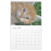 Prachtige Oranje katten 2023 Kalender (Jan 2027)