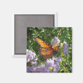 Prachtige, Oranje, monboogvlinder-tests Magneet (Voorkant / Achterkant)