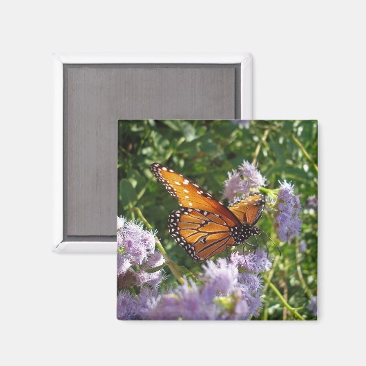 Prachtige, Oranje, monboogvlinder-tests Magneet (Voorkant / Achterkant)