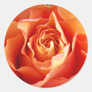 Prachtige Oranje Roos Bloom Ronde Sticker