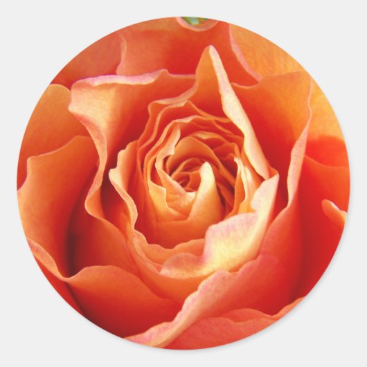 Prachtige Oranje Roos Bloom Ronde Sticker (Voorkant)