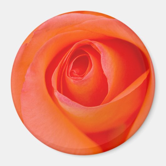 Prachtige Oranje Roos Knop Magneet (Voorkant)