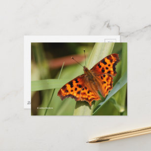 Prachtige Oranje satyr comma Butterfly Briefkaart