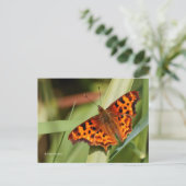 Prachtige Oranje satyr comma Butterfly Briefkaart (Staand voorkant)