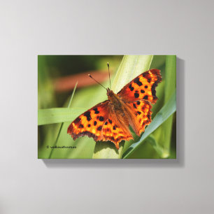 Prachtige Oranje satyr comma Butterfly Canvas Afdruk