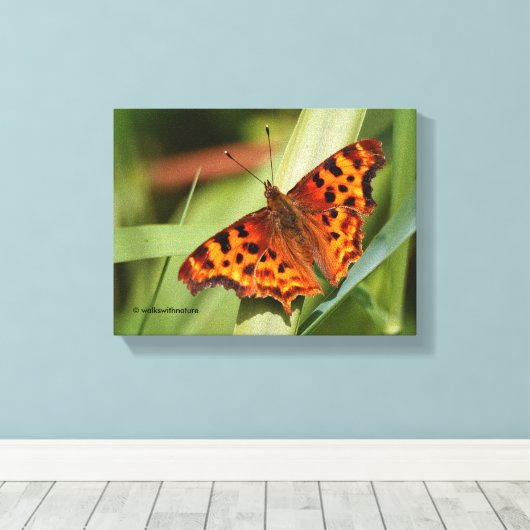 Prachtige Oranje satyr comma Butterfly Canvas Afdruk (Insitu (Houten vloer))