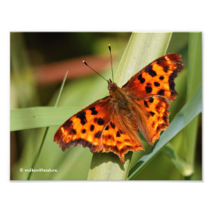 Prachtige Oranje satyr comma Butterfly Foto Afdruk