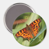 Prachtige Oranje satyr comma Butterfly Magneet (Voorkant / Achterkant)