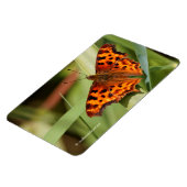 Prachtige Oranje satyr comma Butterfly Magneet (Linkerzijde)