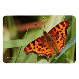 Prachtige Oranje satyr comma Butterfly Magneet