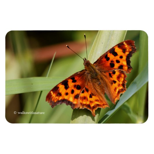 Prachtige Oranje satyr comma Butterfly Magneet (Horizontaal)