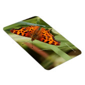 Prachtige Oranje satyr comma Butterfly Magneet (Rechterzijde)