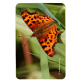 Prachtige Oranje satyr comma Butterfly Magneet (Verticaal)