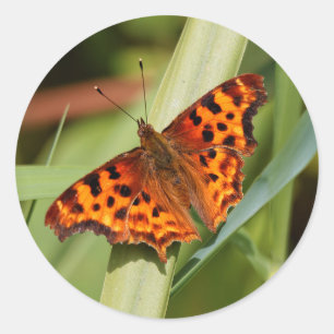 Prachtige Oranje satyr comma Butterfly Ronde Sticker