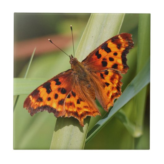 Prachtige Oranje satyr comma Butterfly Tegeltje (Voorkant)