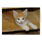 Prachtige Oranje tablet Kitten (Voorkant Horizontaal)