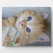 Prachtige Oranje tablet Kitten Fotoplaat (Voorkant)