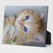 Prachtige Oranje tablet Kitten Fotoplaat (Zijkant)