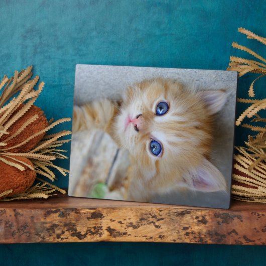 Prachtige Oranje tablet Kitten Fotoplaat (Zijkant)