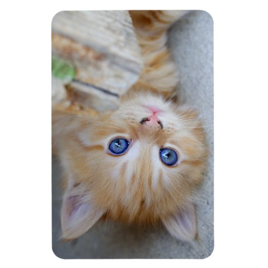 Prachtige Oranje tablet Kitten Magneet (Verticaal)