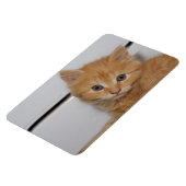 Prachtige Oranje tablet Kitten Magneet (Linkerzijde)