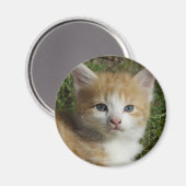 Prachtige Oranje tablet Kitten Magneet (Voorkant / Achterkant)
