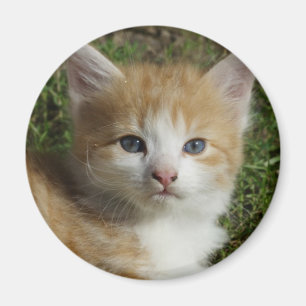 Prachtige Oranje tablet Kitten Magneet