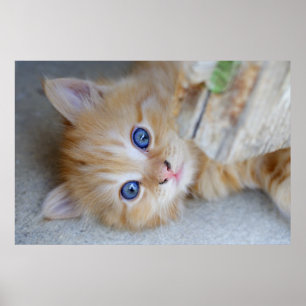 Prachtige Oranje tablet Kitten Poster