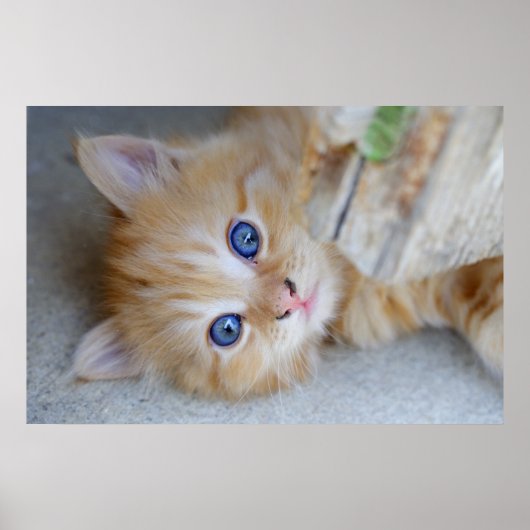 Prachtige Oranje tablet Kitten Poster (Voorkant)