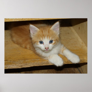 Prachtige Oranje tablet Kitten Poster