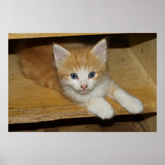 Prachtige Oranje tablet Kitten Poster (Voorkant)
