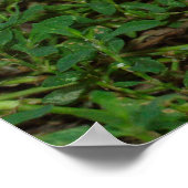 Prachtige Oranje tablet Kitten Poster (Hoek)