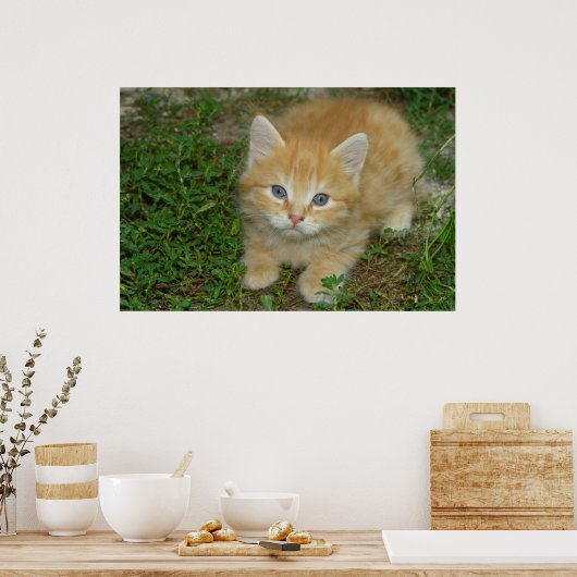 Prachtige Oranje tablet Kitten Poster (Keuken)