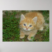 Prachtige Oranje tablet Kitten Poster (Voorkant)