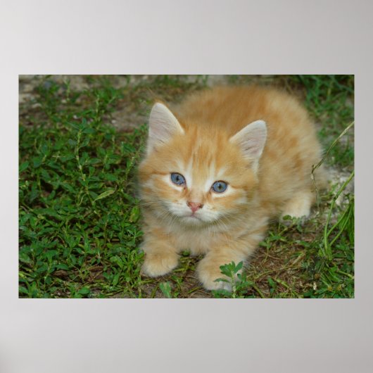 Prachtige Oranje tablet Kitten Poster (Voorkant)