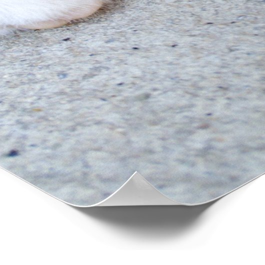 Prachtige Oranje tablet Kitten Poster (Hoek)