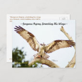 Prachtige Osprey hawk Florida Briefkaart (Voorkant / Achterkant)