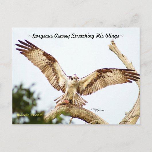 Prachtige Osprey hawk Florida Briefkaart (Voorkant)