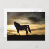 Prachtige paarden in het Sunset Briefkaart (Voorkant / Achterkant)